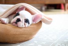 Photo of Best Dog Beds available on the Market: The Best in Town