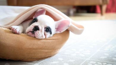 Photo of Best Dog Beds available on the Market: The Best in Town